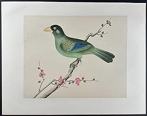 Bird (Possibly Dollarbird or Roller)