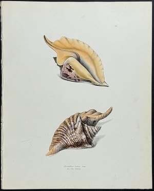 Strombus Shells