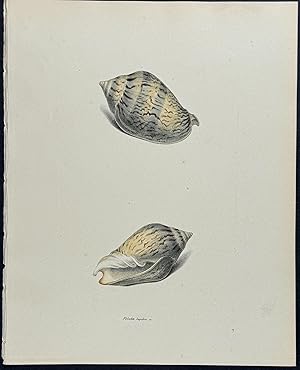 Volute Shells