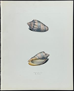 Volute Shells