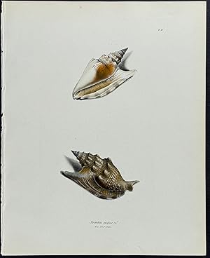 Strombus Shells