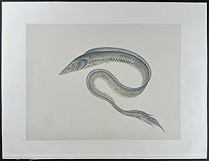 Eel or Snake Mackerel