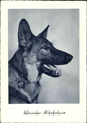 Ansichtskarte / Postkarte Deutscher Schäferhund
