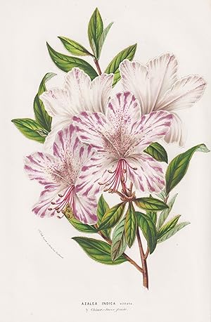 Seller image for "Azalea Indica vittata" - Azalea China Rhododendron / flowers Blumen Blume flower / botanical Botanik Botanical Botany for sale by Antiquariat Steffen Vlkel GmbH