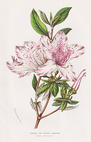 Seller image for "Azalea Ind. Vittata Punctata" - Azalea China Rhododendron / flowers Blumen Blume flower / botanical Botanik Botanical Botany for sale by Antiquariat Steffen Vlkel GmbH