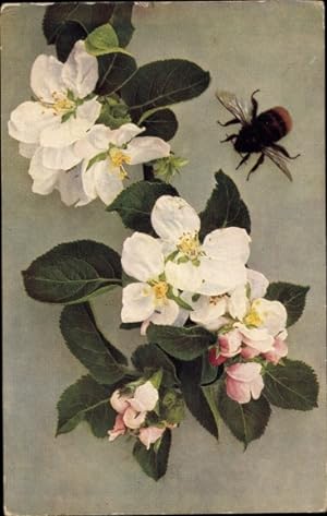 Ansichtskarte / Postkarte Pflaumenblättriger Apfel, Blüten, Hummel