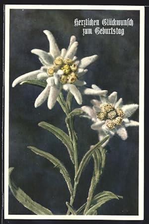 Ansichtskarte Leontopodium alpinum, Edelweiss