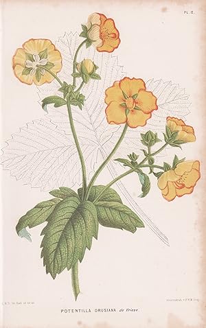 Bild des Verkufers fr "Potentilla Drusiana" - Trauer-Fingerkraut cinquefoils silverweeds / flowers Blumen Blume flower / botanical Botanik Botany zum Verkauf von Antiquariat Steffen Vlkel GmbH