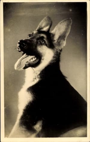 Foto Ansichtskarte / Postkarte Junger Schäferhund, Tierportrait