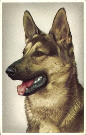 Ansichtskarte / Postkarte Schäferhund, Tierportrait