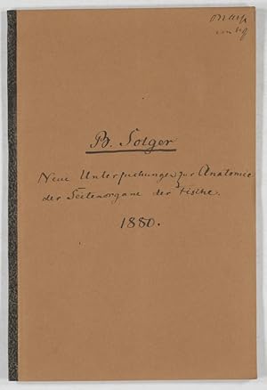 Neue Untersuchungenzur Anatomie der Seitenorgane der Fische. II. Die Seitenorgne der Selachier.