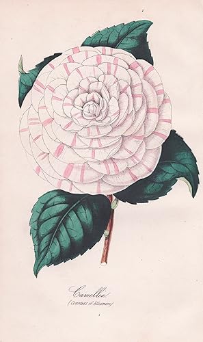 Image du vendeur pour Camellia (Countess of Ellesmere)" - Kamelie Kamelien / Pflanze Planzen plant plants / flower flowers Blume Blumen / botanical Botanik botany mis en vente par Antiquariat Steffen Vlkel GmbH