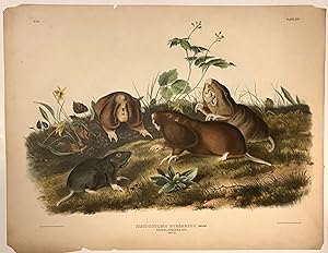 Pseudostoma Bursarius (Canada Pouched Rat) [Plate 44]; Canada Pouched Rat