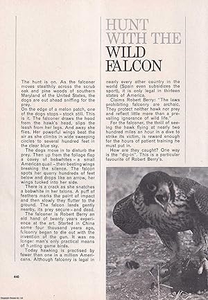 Bild des Verkufers fr Hunt with the Wild Falcon, Southern Maryland of The United States. An uncommon original article from the Wide World Magazine, 1965. zum Verkauf von Cosmo Books