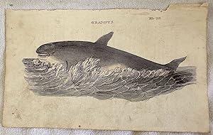 GRAMPUS (orca),