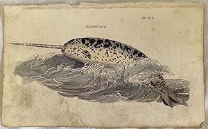 NARWHAL (narvalo),