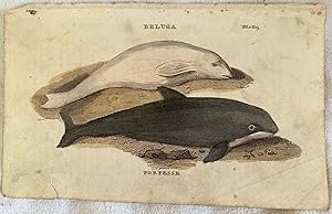 BELUGA (beluga) PORPESSE (orca),