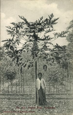 Ansichtskarte / Postkarte Colombo Ceylon Sri Lanka, Papaya-Baum