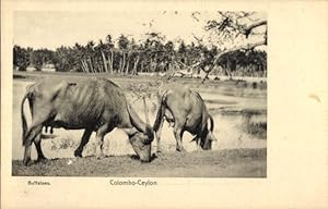 Ansichtskarte / Postkarte Colombo Ceylon Sri Lanka, Büffel