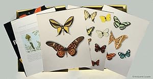Schmetterlings-Atlas / Fliegende Kleinodien - Ein farbiger Falteratlas.