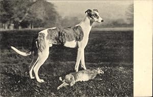 Ansichtskarte / Postkarte Greyhound mit gefangenem Hasen auf einem Feld