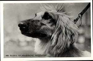 Ansichtskarte / Postkarte Windhund, Sloegi of Arabische Hazwewind