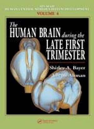 Seller image for Human Brain During the Late First Trimester for sale by AHA-BUCH GmbH