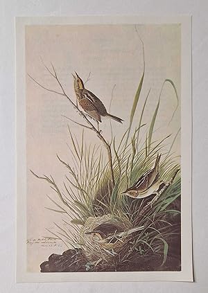 Seller image for Sharp Tailed Sparrow (1966 Colour Bird Print Reproduction) for sale by Maynard & Bradley