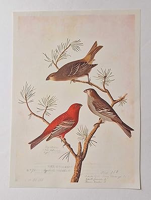 Seller image for Pine Grosbeak (1966 Colour Bird Print Reproduction) for sale by Maynard & Bradley