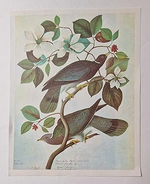 Seller image for Band Tailed Pigeon (1966 Colour Bird Print Reproduction) for sale by Maynard & Bradley