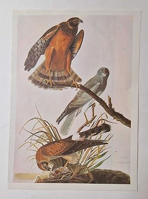 Seller image for Marsh Hawk (1966 Colour Bird Print Reproduction) for sale by Maynard & Bradley