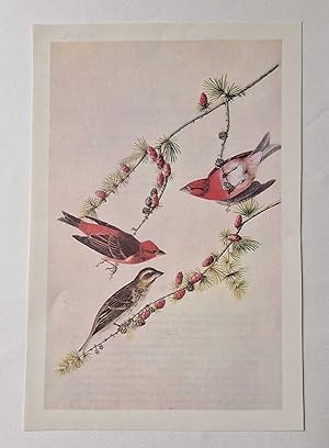 Seller image for Purple Finch (1966 Colour Bird Print Reproduction) for sale by Maynard & Bradley