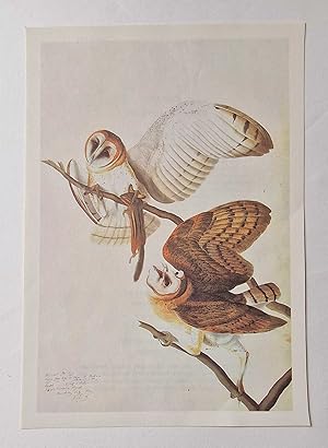 Seller image for Barn Owl (1966 Colour Bird Print Reproduction) for sale by Maynard & Bradley