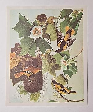 Seller image for Baltimore Oriole (1966 Colour Bird Print Reproduction) for sale by Maynard & Bradley