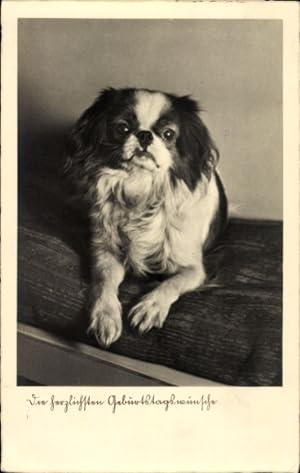 Bild des Verkufers fr Ansichtskarte / Postkarte Glckwunsch Geburtstag, Kleiner Hund, Pekingese zum Verkauf von akpool GmbH