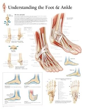 Image du vendeur pour Understanding the Foot & Ankle Chart: Wall Chart (Poster) mis en vente par BargainBookStores