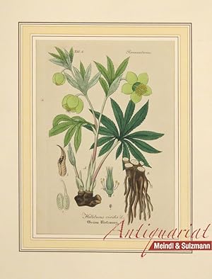 "Helleborus viridis L. Grüne Niesswurz". Aus einer Ausgabe von Wilibald Artus: "Hand-Atlas sämmtl...