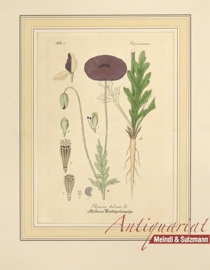 "Papaver dubium L. Mittlerer Klatschrosenmohn". Aus einer Ausgabe von Wilibald Artus: "Hand-Atlas...