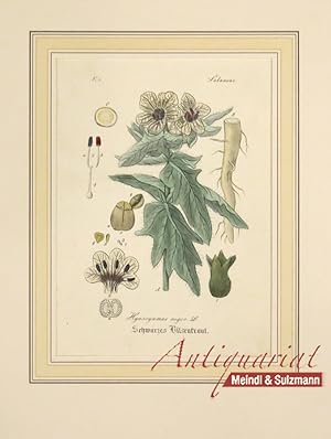 "Hyoscyamus niger L. Schwarzes Bilsenkraut". Aus einer Ausgabe von Wilibald Artus: "Hand-Atlas sä...