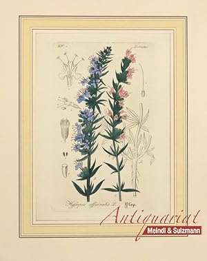 "Hyssopus officinalis L. Ysop". Aus einer Ausgabe von Wilibald Artus: "Hand-Atlas sämmtlicher med...