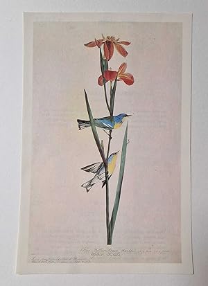 Parula Warbler (1966 Colour Bird Print Reproduction)