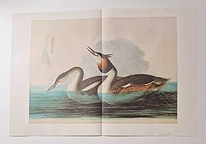 Great Crested Grebe (1966 Colour Bird Print Reproduction)