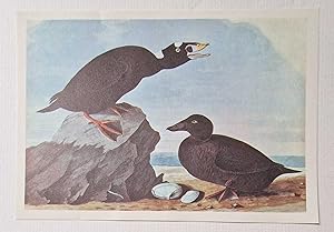 Surf Scoter (1966 Colour Bird Print Reproduction)