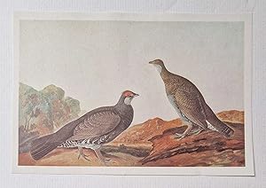 Seller image for Blue Grouse (1966 Colour Bird Print Reproduction) for sale by Maynard & Bradley