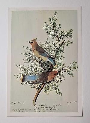 Cedar Waxwing (1966 Colour Bird Print Reproduction)
