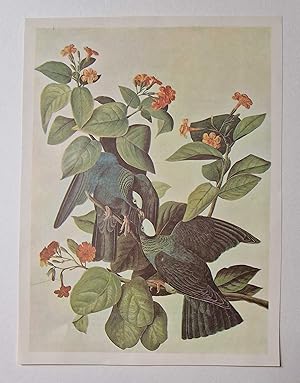 White Crowned Pigeon (1966 Colour Bird Print Reproduction)