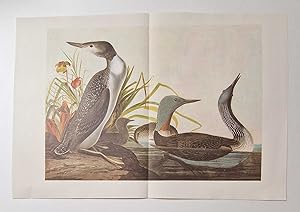 Red Throated Loon (1966 Colour Bird Print Reproduction)
