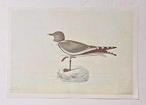 Sabine's Gull (1966 Colour Bird Print Reproduction)