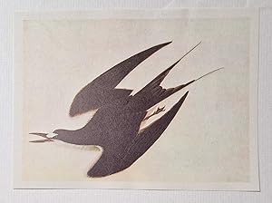 Sooty Tern (1966 Colour Bird Print Reproduction)