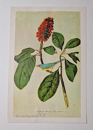 Candian Warbler (1966 Colour Bird Print Reproduction)